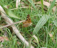Heteronympha paradelpha