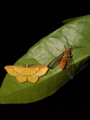 Isanthrene felderi