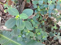 Angiospermae