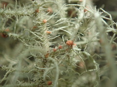 Biatoropsis usnearum