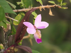 Barkeria uniflora
