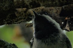 Poecile atricapillus