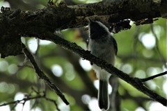 Poecile atricapillus