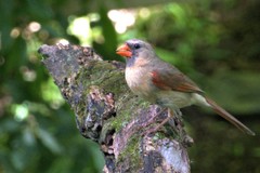 Cardinalis cardinalis