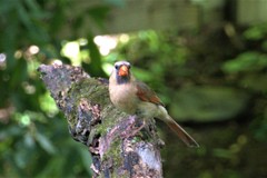 Cardinalis cardinalis