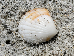 Tucetona