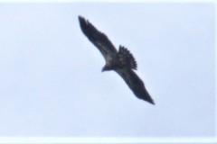 Haliaeetus leucocephalus