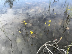 Utricularia cornuta
