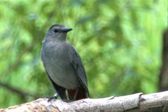 Dumetella carolinensis