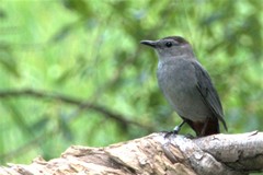 Dumetella carolinensis