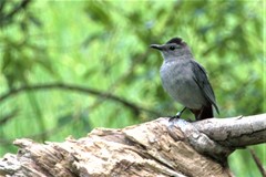 Dumetella carolinensis