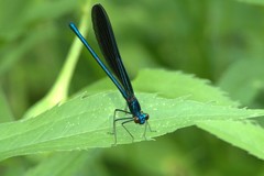 Calopteryx maculata