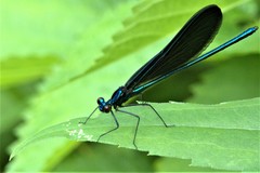 Calopteryx maculata
