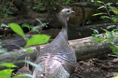 Meleagris gallopavo