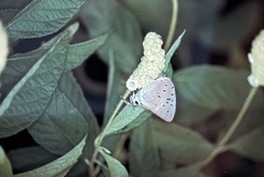 Pseudolycaena damo