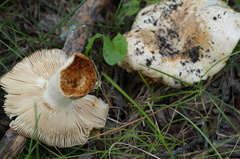 Russula cascadensis