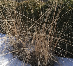 Calamagrostis × acutiflora