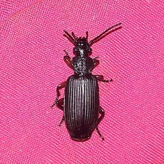 Helluobrochus