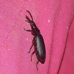Helluobrochus