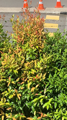 Syzygium myrtifolium