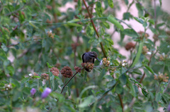 Phaethornis anthophilus