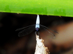 Brachydiplax duivenbodei