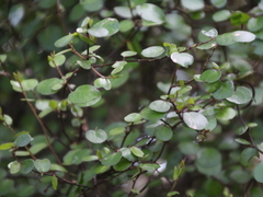 Muehlenbeckia complexa complexa