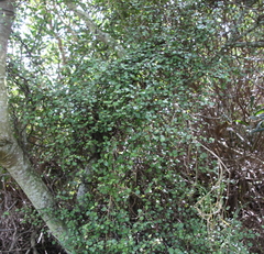 Muehlenbeckia complexa complexa