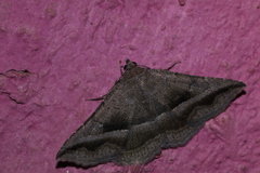 Lesmone griseipennis