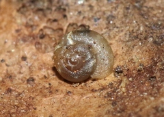 Striatura