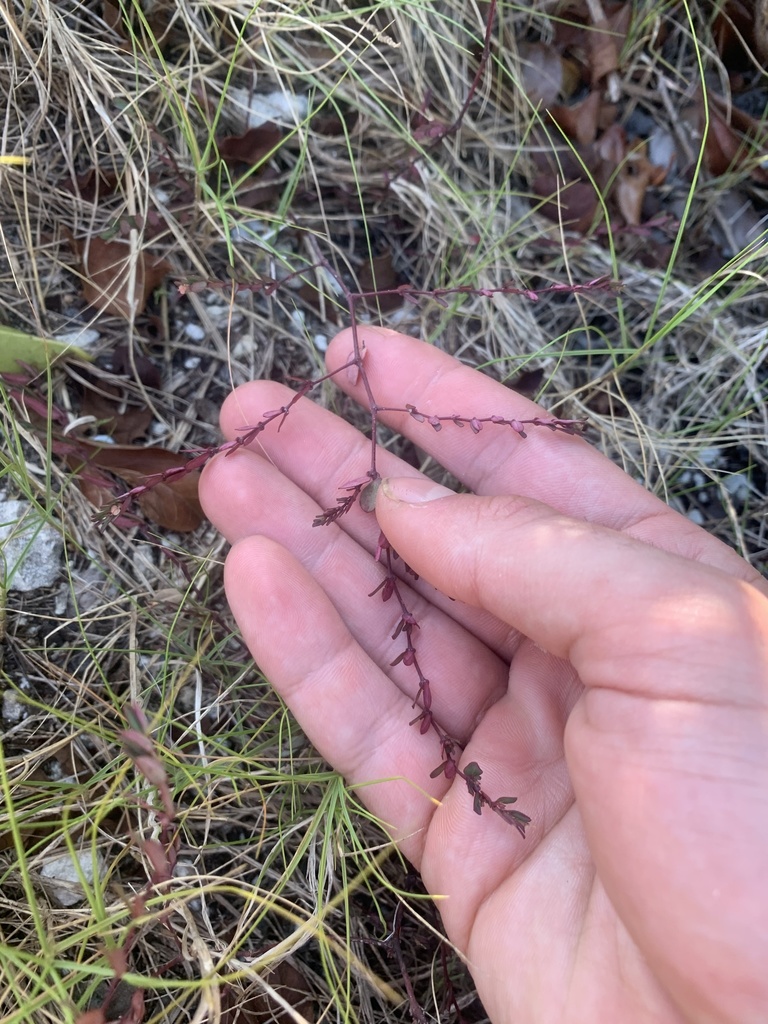Euphorbia ogdenii from Big Pine Key, Big Pine Key, FL, US on February