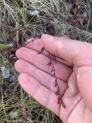 Euphorbia ogdenii