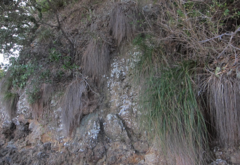 Chionochloa bromoides