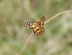Heteronympha paradelpha