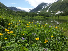 Trollius riederianus