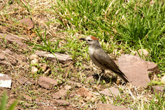 Muscisaxicola rufivertex