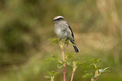 Ochthoeca leucophrys