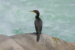 Nannopterum brasilianum