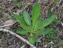 Picris japonica kamtschatica