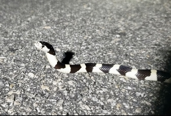 Yucca Snake California King Snake from Yucca Valley, CA 92284, USA on May 30, 2020 ...