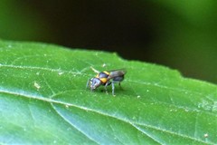 Ropalidia bicolorata