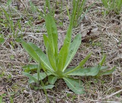 Picris japonica kamtschatica