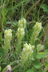 Castilleja cusickii