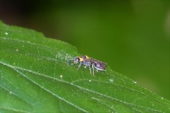 Ropalidia bicolorata