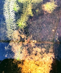 Hydrodictyon reticulatum