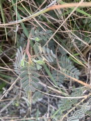 Chamaecrista lineata keyensis
