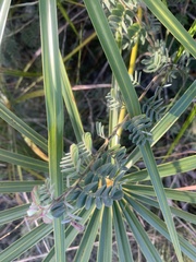 Chamaecrista lineata keyensis