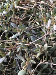Atriplex portulacoides
