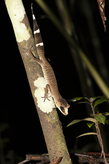 Carphodactylus laevis