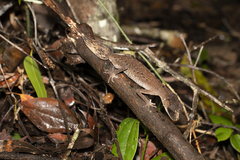 Carphodactylus laevis